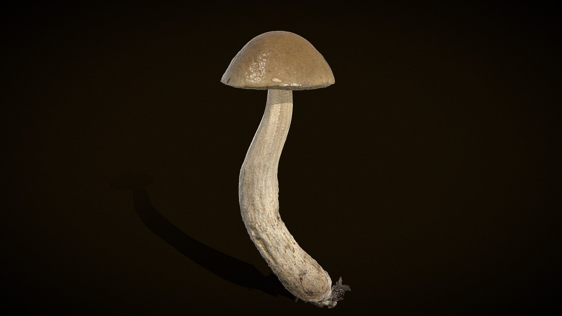 Leccinum scabrum - Real fungus 3D scan