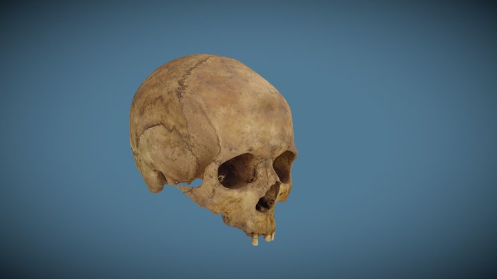 WSM43246 8134 Cranium Pipe Smoking Facet 3D Model