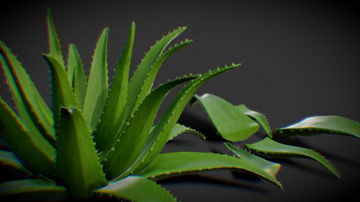 [FREE] Aloe Vera Plant: Foliage Asset 3D Model
