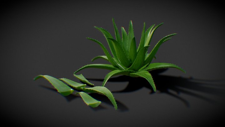 Foliage Asset (3D): Aloe Vera Plant 3D Model