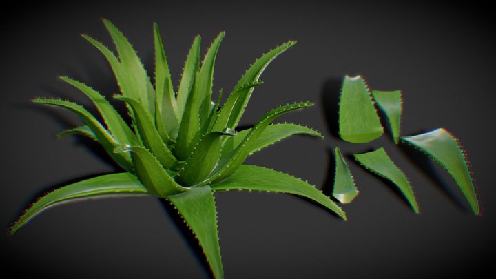 [FREE] Aloe Vera Plant: Foliage Asset 3D Model