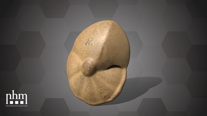 R. pulchella Model (NHMW-GEO-2025/0095/0071) – Modello 3D gratuito STL
