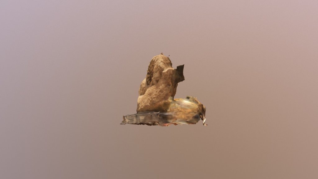 Ammonite 1