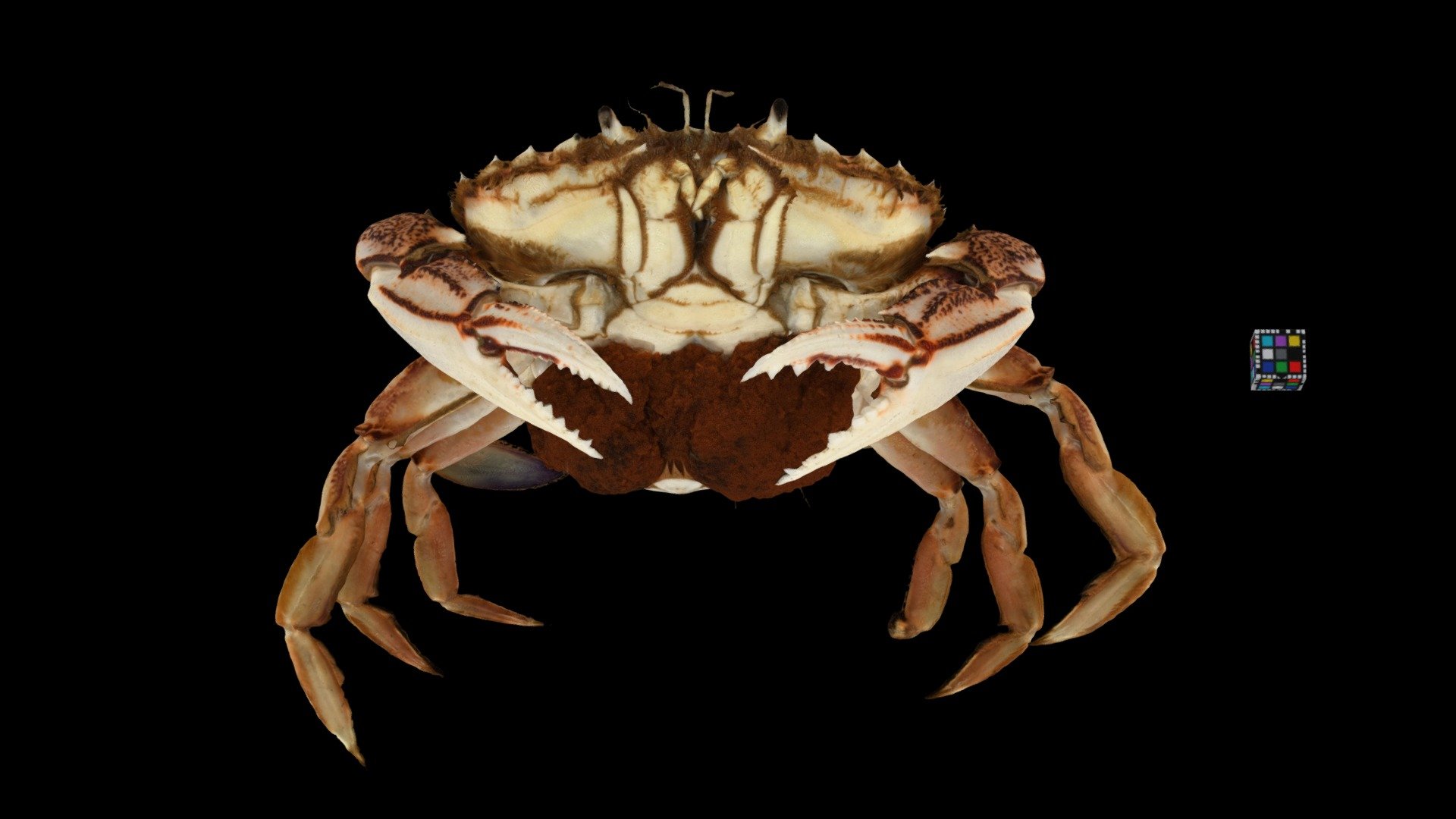 ヒラツメガニ ♀ Sand Crab, Ovalipes Punctatus - Download Free 3D Model By ...