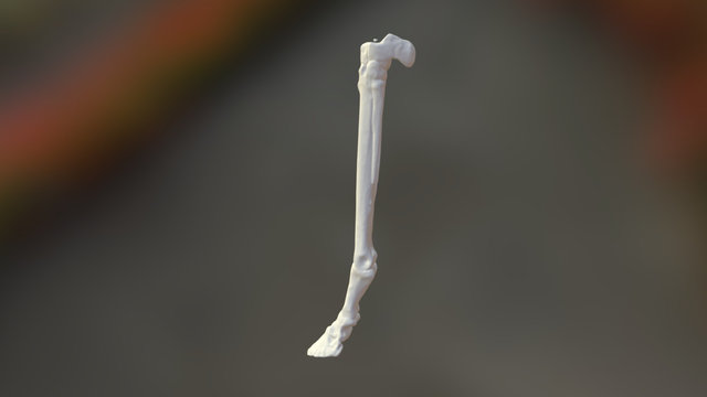 Pliohippus Left Hind Bone 3D Model