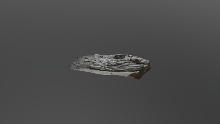 Coelacanth291123bd 3D Model