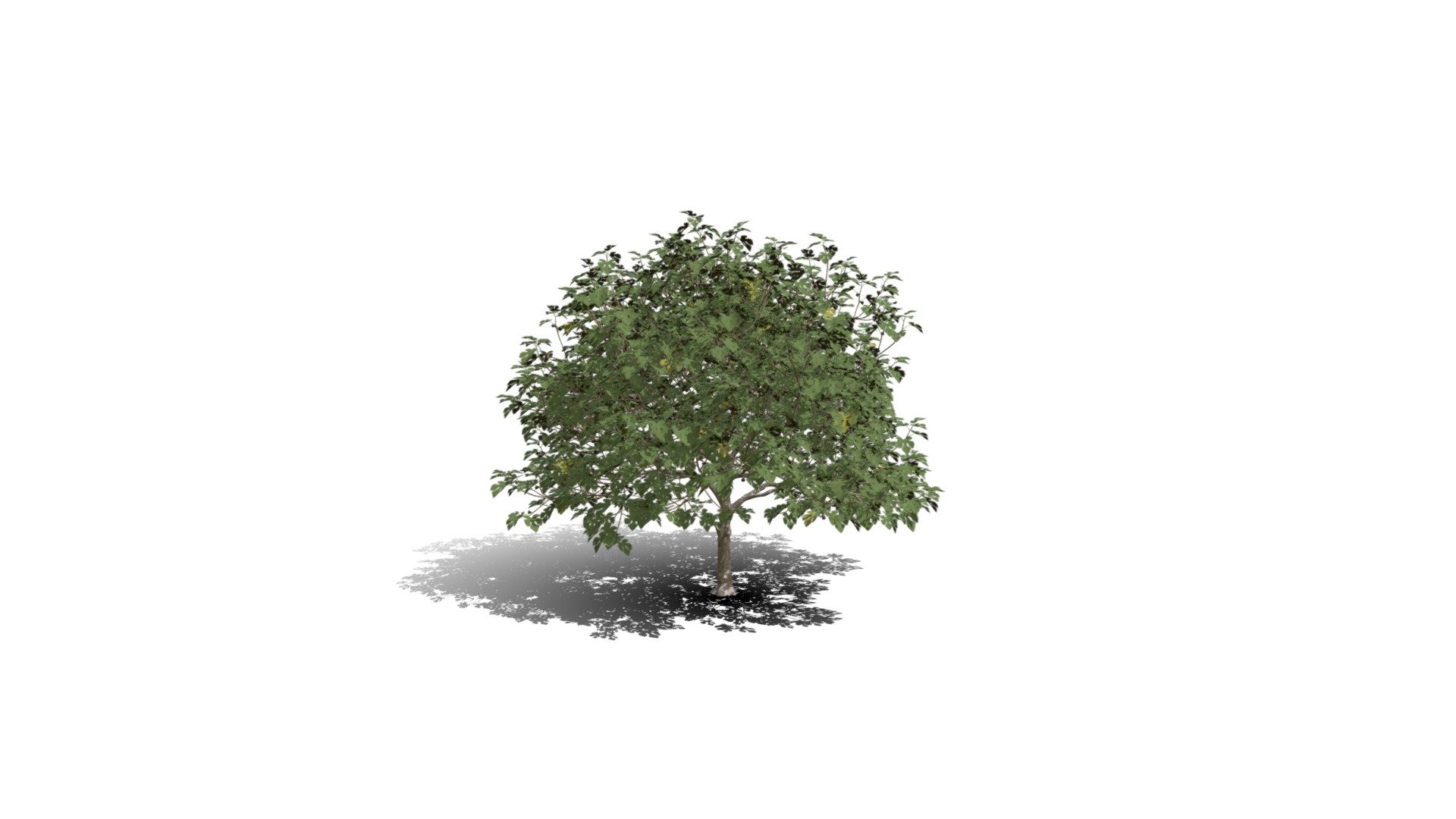 Realistic HD Common fig tree (3/30) - Download Free 3D model by ...