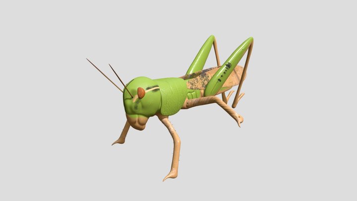 Locust 3D Model