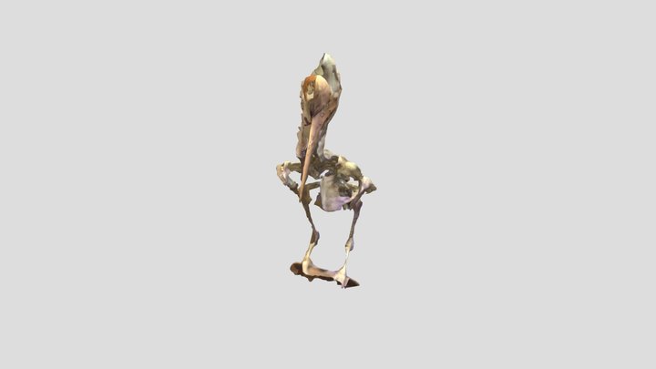 Pelican-skeleton 3D Model