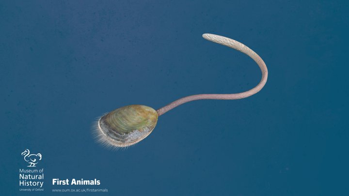 Lingulella chengjiangensis – Free 3D Model STL