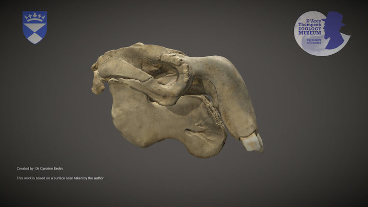 Dugong skull – Kostenloses 3D-Modell STL