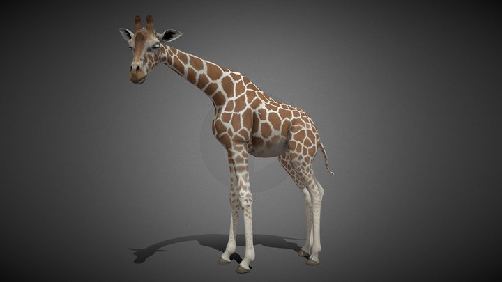 Giraffe Animated - 3D Model 3D Model