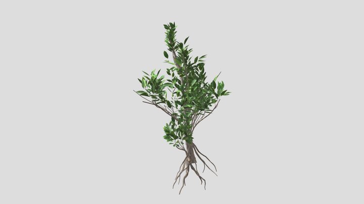 GTV mangrove bush D 3D Model
