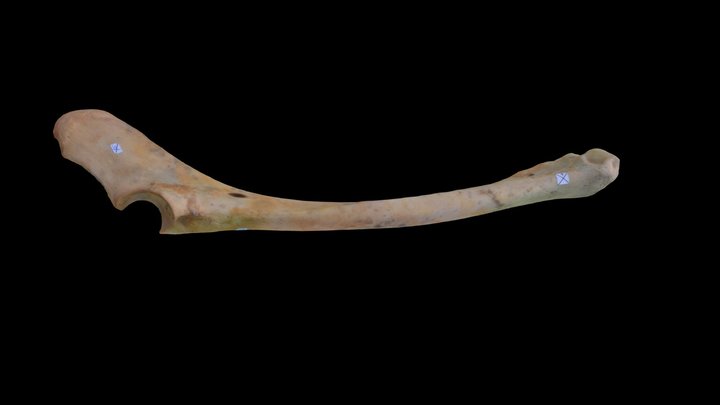 Radio-Ulna Lama Glama 3D Model