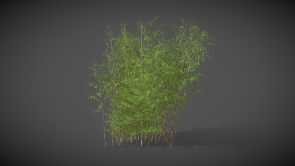 AS01 Bambusa (Golden Bamboo)
