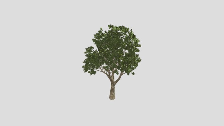 Maple Tree 3D Model