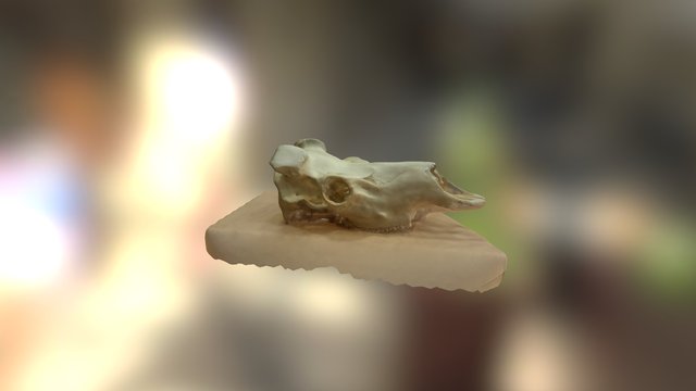 Skull rightside-up 3D Model