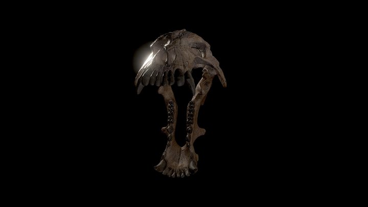 Skull of Daeodon Shoshonensis ┃Entelodonte┃ 3D Model