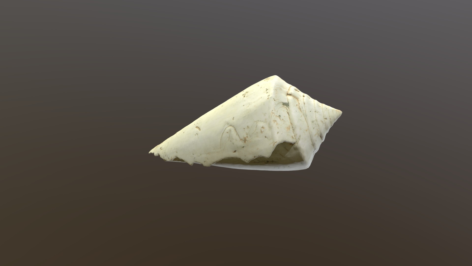 3D model Conus adversarius - This is a 3D model of the Conus adversarius. The 3D model is about a white piece of cheese.