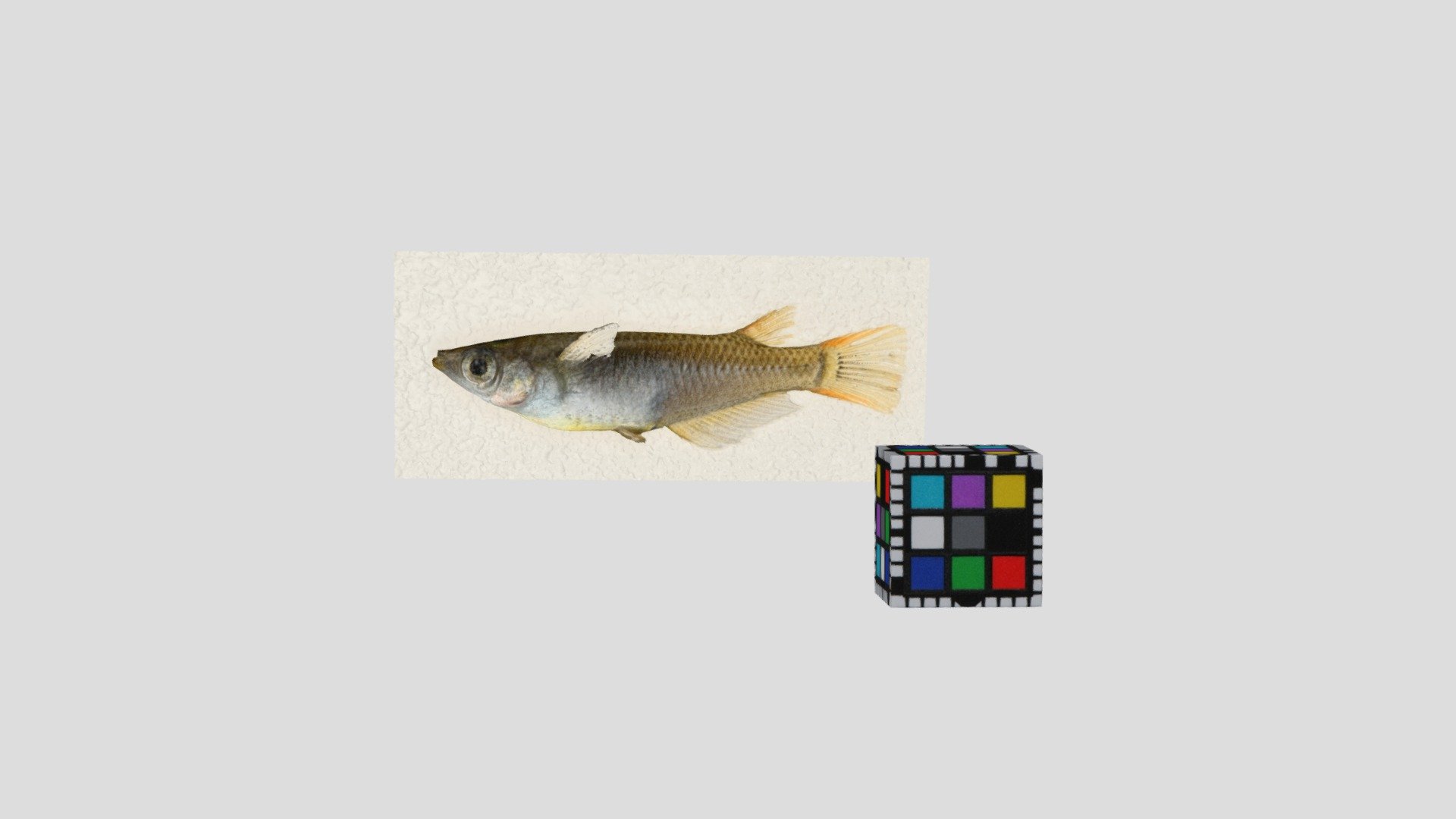 CC0 ミナミメダカ 🐟 ♂ Rice Fish, Oryzias latipes — Sketchfab embed 3D viewer
