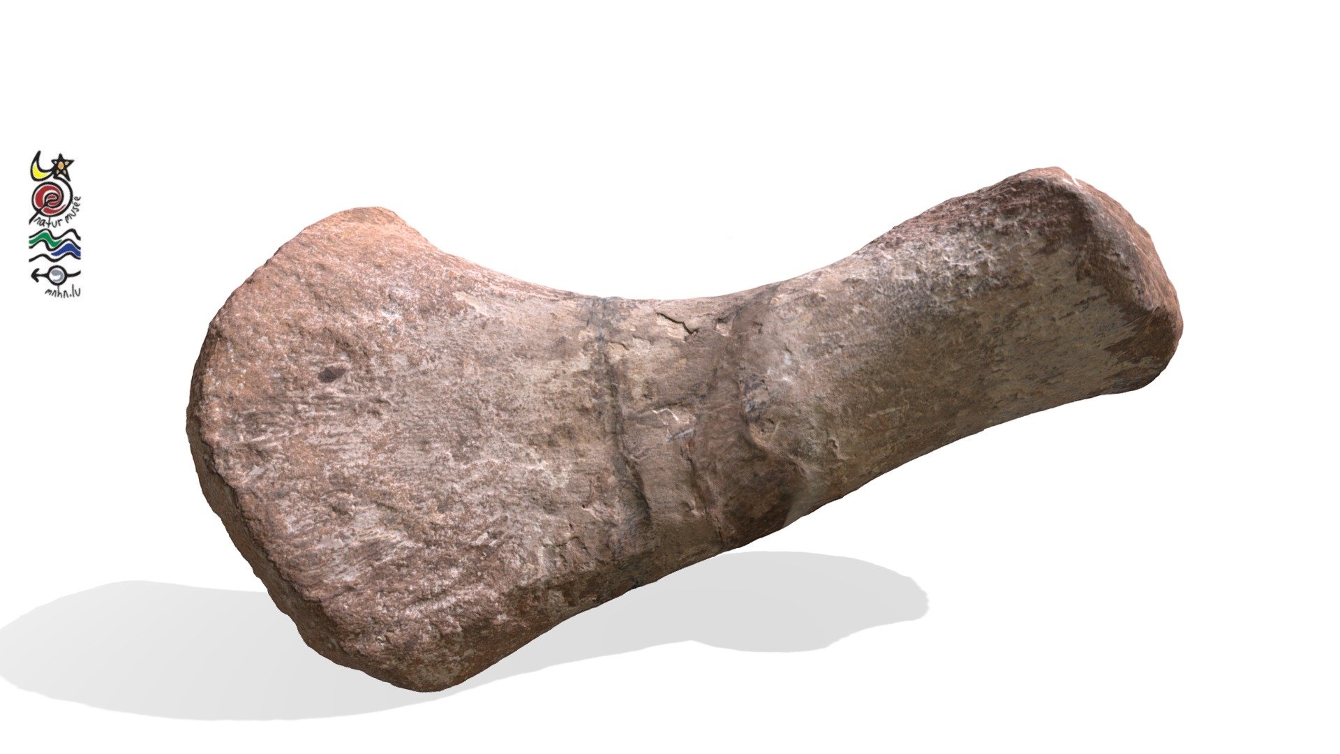Rhomaleosauridae DOU324
