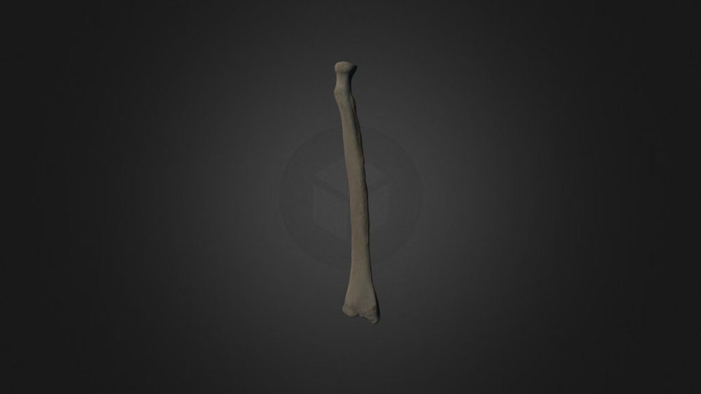 Left Radius - Download Free 3D model by UNCG Imaging Lab ...