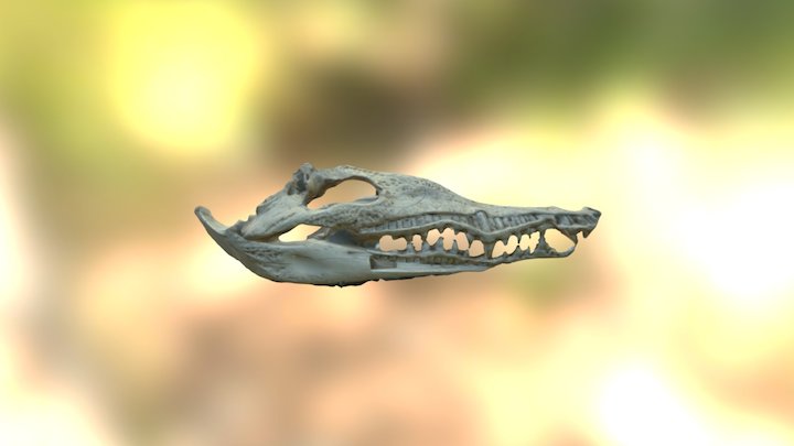 Crocodile Skull Cross Section 3D Model
