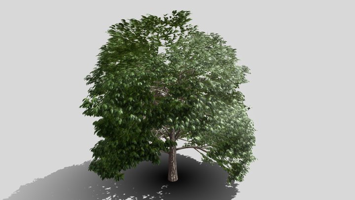 Realistic Tree 3D Model