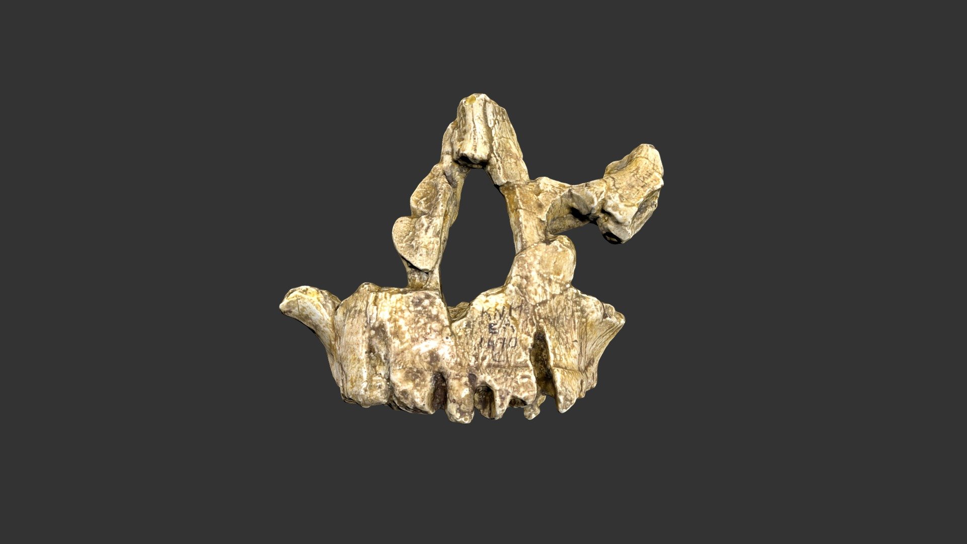 Homo habilis (2501.1rp48-3) – cranial fragment