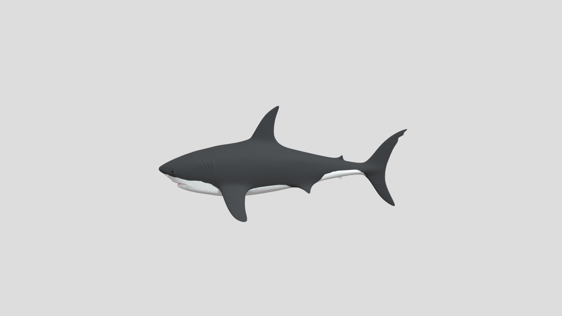 White Shark 3D — Sketchfab embed 3D viewer