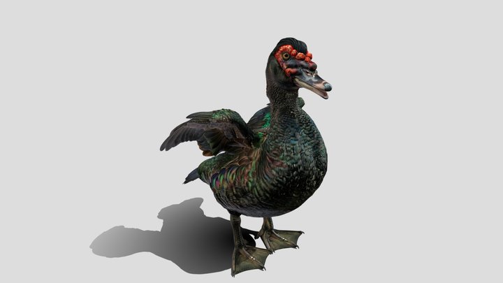 Iridescent Muscovy Duck – Modelo 3D gratuito STL