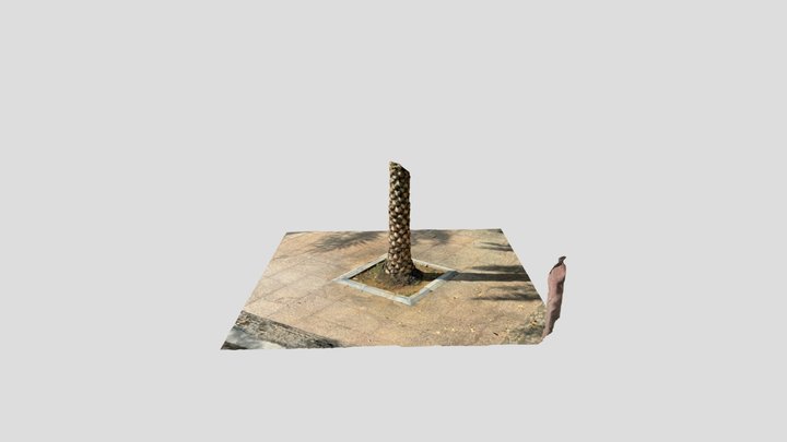 palm tree 3D Model