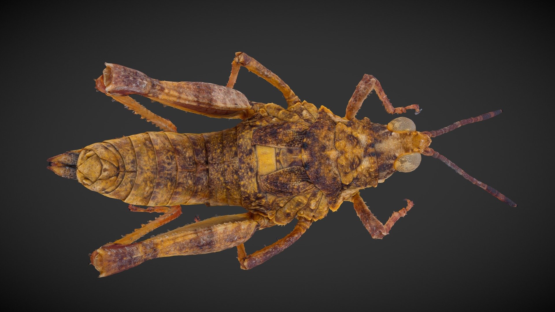 Konik - 3D model by SCANSTUDIO [68cf664] - Sketchfab