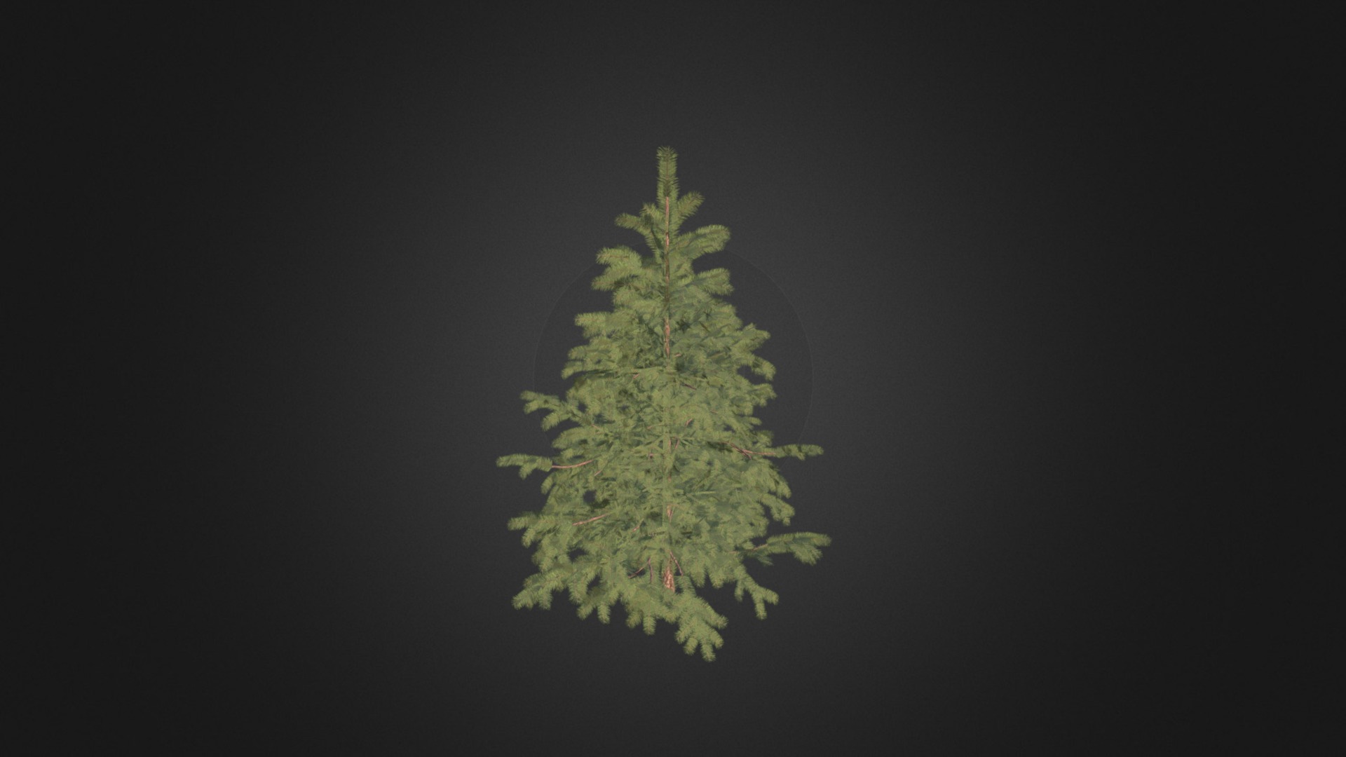 3D model Pine Tree 3D Model 2.3m - This is a 3D model of the Pine Tree 3D Model 2.3m. The 3D model is about a green tree with a dark background.