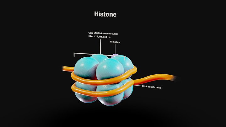 Histone Structure 3D Model