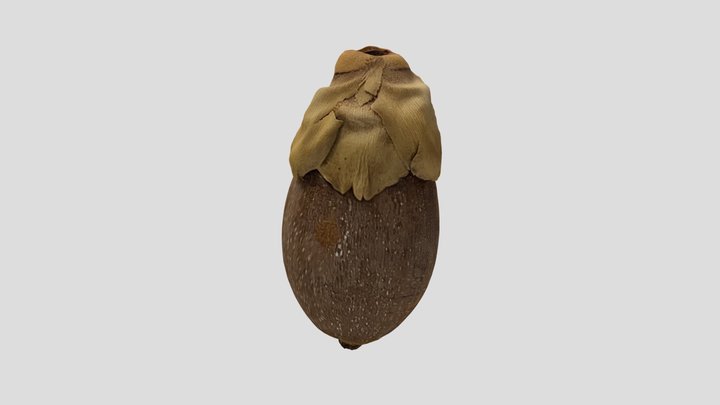 Cohune Palm Fruit 3D Model