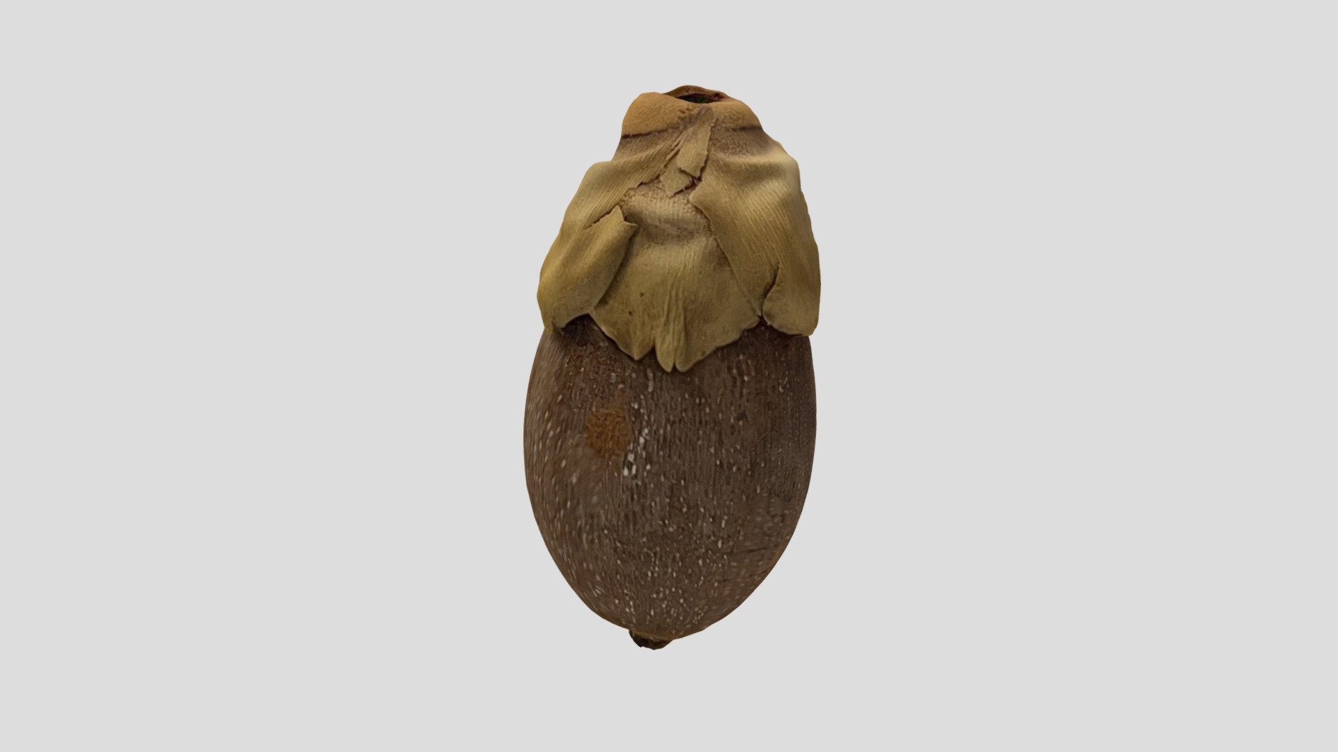 Cohune Palm Fruit - Download Free 3D model by Camille Dupuis (@cwdupuis ...