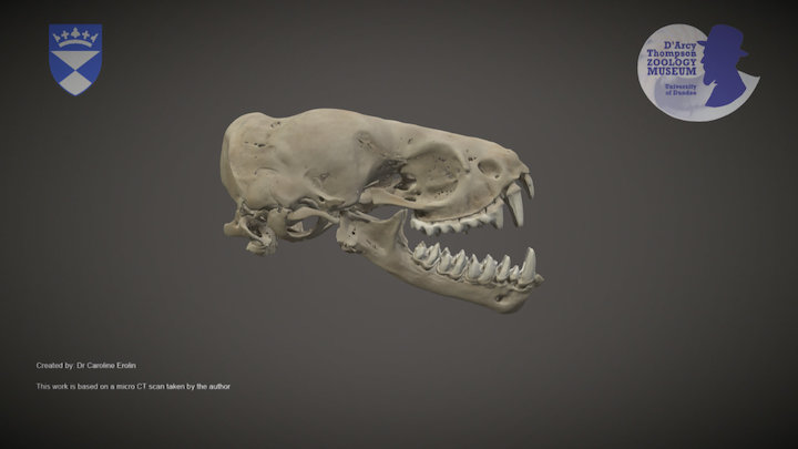 Bat skull 3D Model