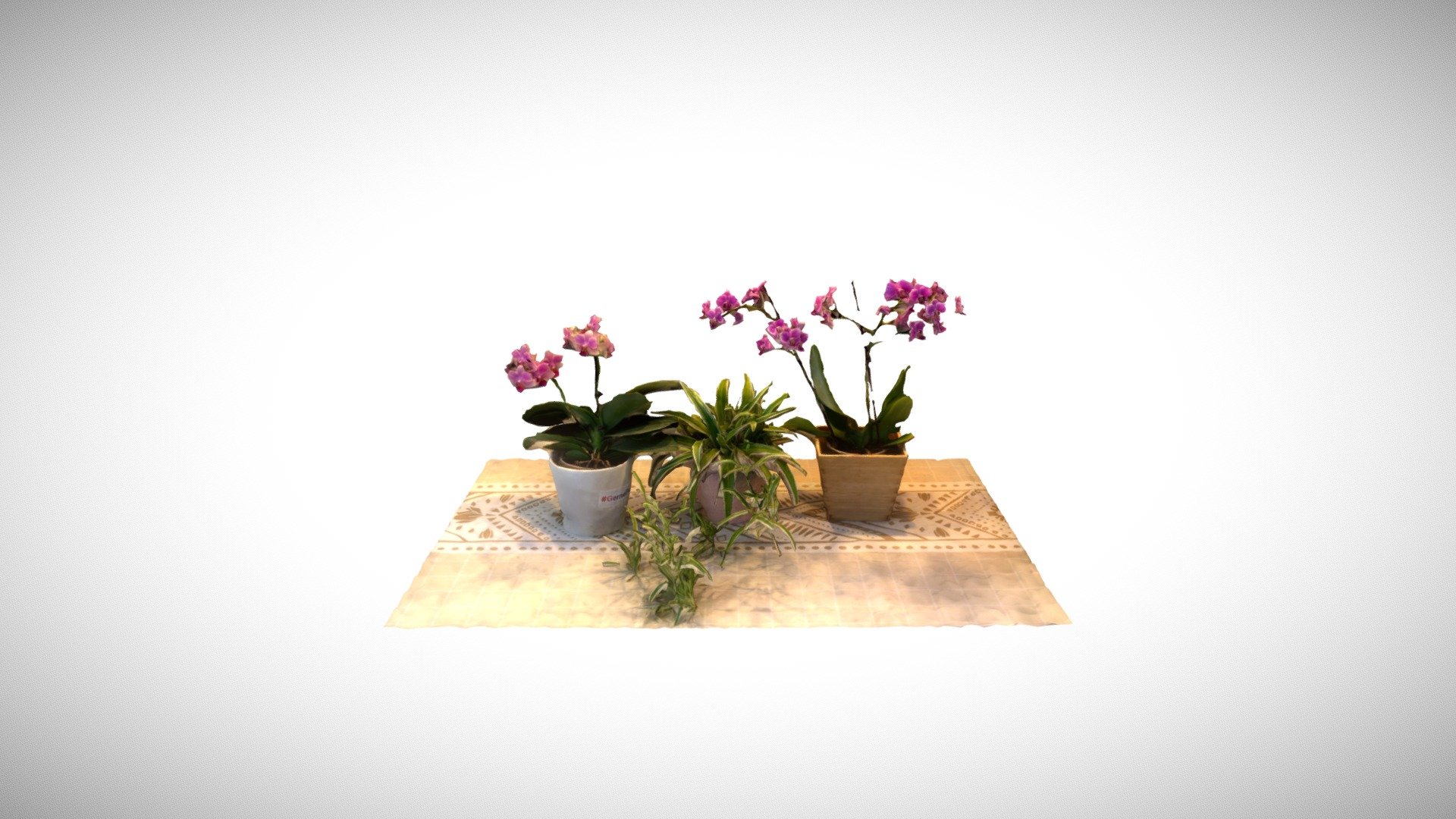 Plants and flowers