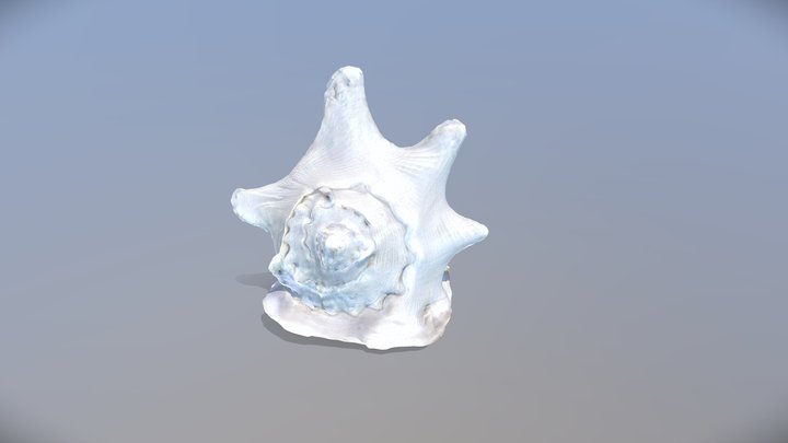 yes_delight_soora_shell 3D Model