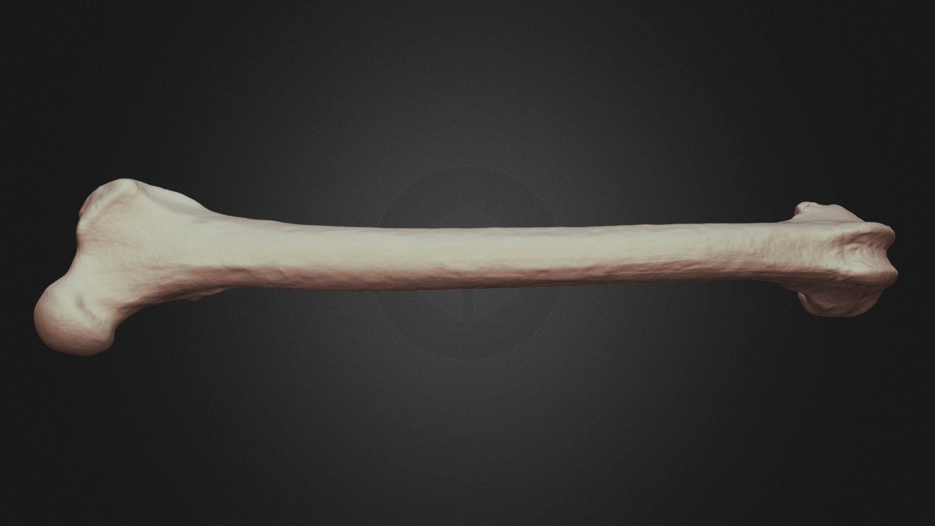 D-6-2-59 FOX LEFT FEMUR - 3D model by LakeheadAnthropology [68e370d ...