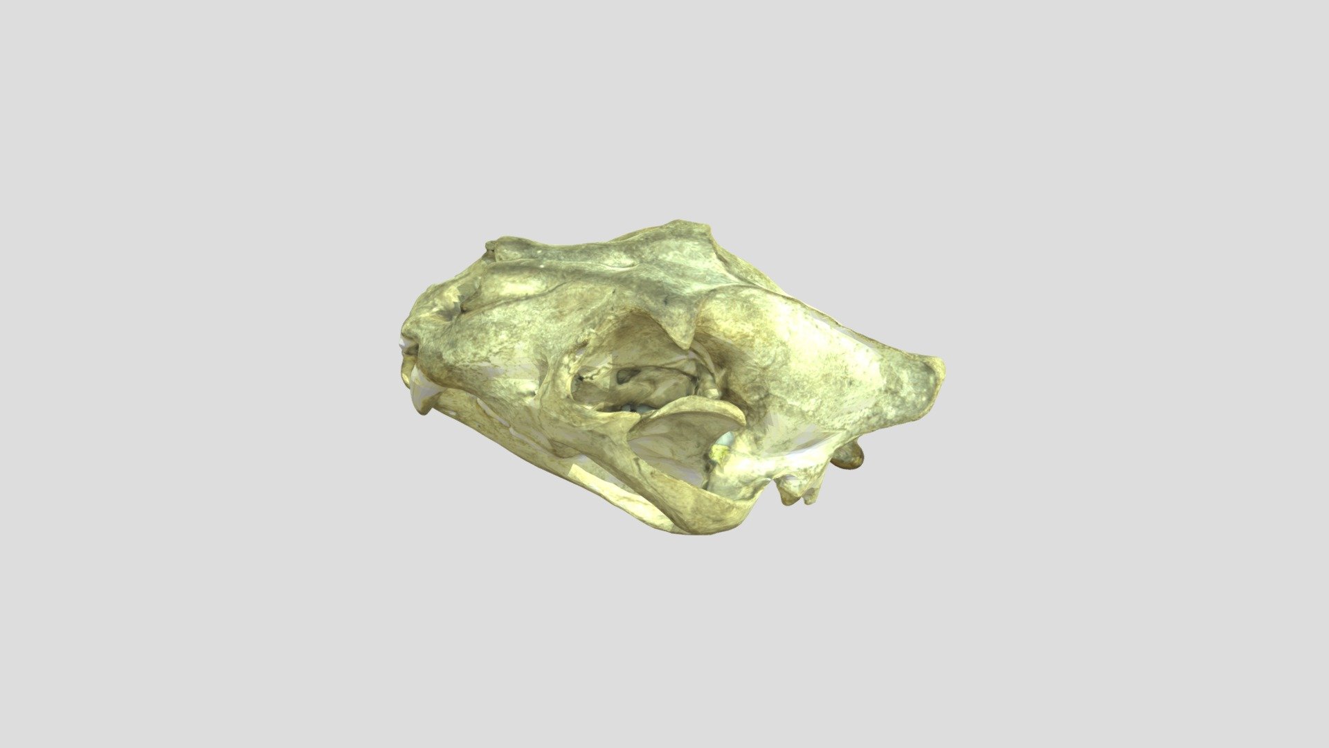 DTS4.2_CUINDA_Y1_KABIW_H09_Lion skull