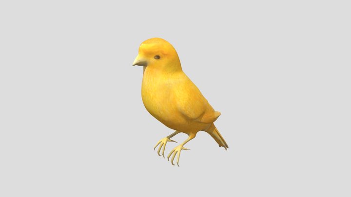 Yellow canary 3D Model