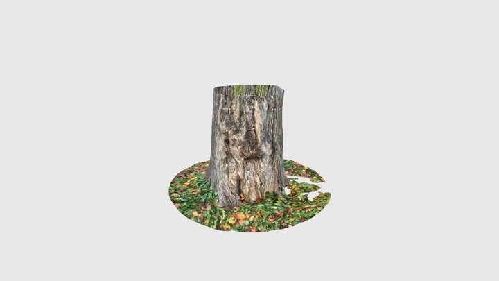 Wiąz 3D Model