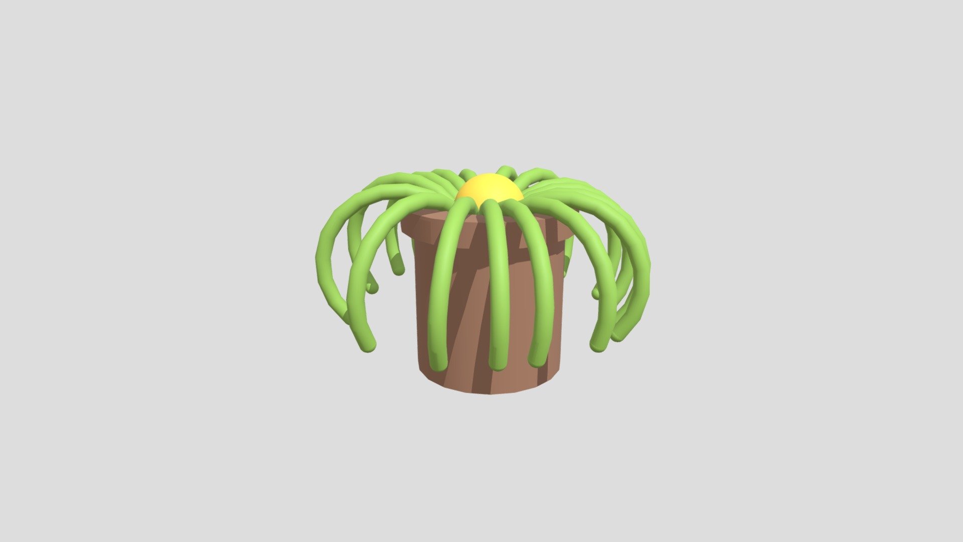 Spider Plant