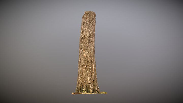 Pine Tree Trunk 3D Model