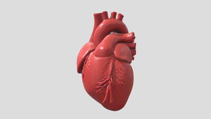 Human Heart 3D Model 3D Model