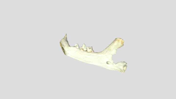 Texture Test 1 3D Model