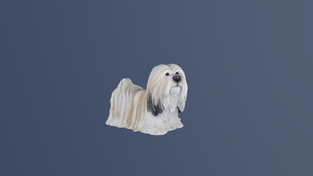 Lhasa Apso