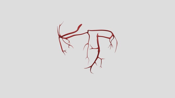 Arterias 3D Model